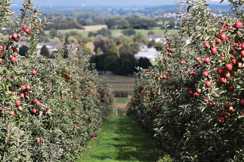 A qui faire appel pour l'élagage d'un arbre fruitier trop haut à Montpellier